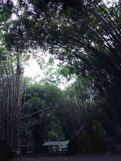 Menghidupkan Kembali Kearifan Lokal: Adopsi Mitos Hutan Bambu Lumajang Sebagai Strategi Konservassi Ekosistem di Masa Modern