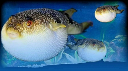 Hati-hati, Ikan Buntal Mengandung Racun Mematikan