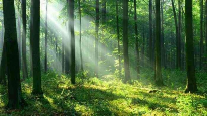 Hutan Lindung, Aset Berharga Alam