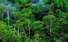 Hutan Tropis yang Terancam