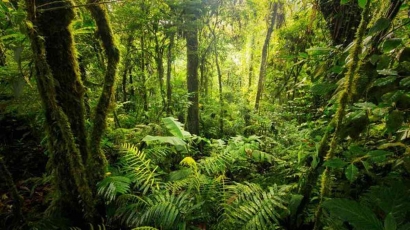 Hutan Hujan Tropis: Paru-paru Planet