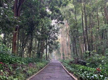 Mengenal Taman Hutan Raya, Hutan Lindung Sekaligus Objek Wisata di Indonesia