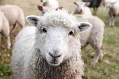 Didomestikasi 13.000 Tahun Lalu, Domba Berkembang Menjadi Ternak  yang Unik