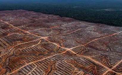 Memburuknya Kehilangan Hutan: Menggali Akar Deforestasi dan Jalan Keluar