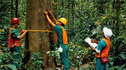 Kerjasama Antar Masyarakat Untuk Menjaga Hutan Produksi
