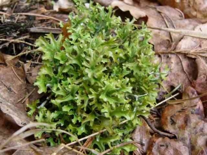 Lichene Cetraria islandica (lumut islandia) Dimanfaatkan sebagai Pengobatan Tradisional dan Medis