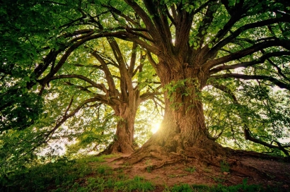 Pohon Ajaib: Keajaiban di Tengah Hutan