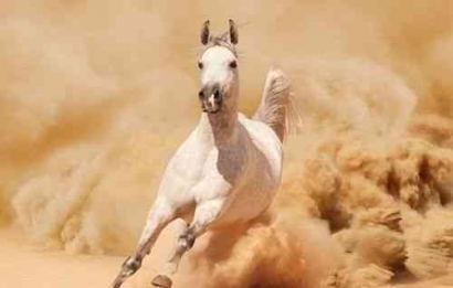 Kuda Arab di Dieng - Tertawa Telat #3