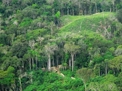 Hutan Tropis: Farmasi Terbesar Dunia