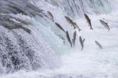 Mudik; Antara Kita, Ikan Salmon dan Pulang Ke Haribaan Asal-Usul