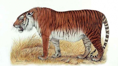 Mengungkap Tabir Misteri Keberadaan Harimau Jawa