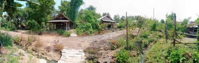 Warga Dusun akan Lakukan Deforestasi Guna Pemukiman Ternak dan Jalan