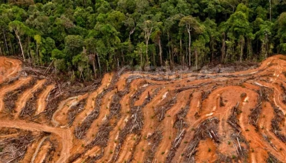 Mengungkap Ancaman Deforestasi: Panggilan Darurat untuk Masa Depan Alam Indonesia