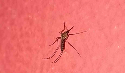 Wabah Demam Berdarah Dengue di Purbalingga