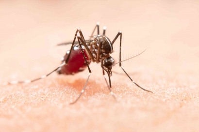 Langkah-langkah Menuju Pemberantasan Penyakit Malaria