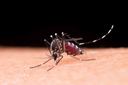 Upaya Global dalam Mengatasi Penyebaran Penyakit Malaria