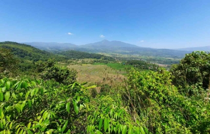 Pengelolaan Hutan di Nagari Sirukam, Kabupaten Solok (Pohon Asuh)