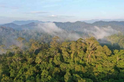 Paru-Paru Dunia: Peran dan Tantangan Perlindungan Hutan di Indonesia