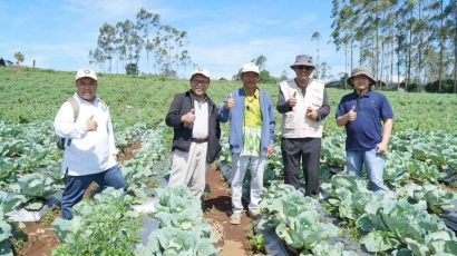 Tingkatkan Hasil Panen dan Kesejahteraan, MPM Bersama Petani Muhammadiyah di Pangalengan Beralih ke Holtikultura Organik