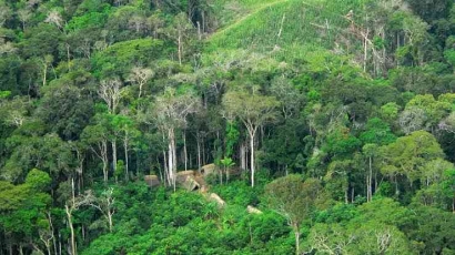 Perlindungan Hutan Indonesia