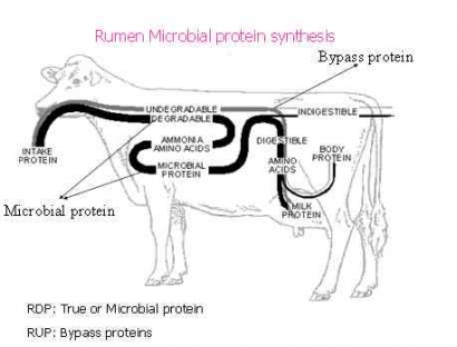 Strategi Pakan untuk Menghasilkan Daging Sapi Sehat Melalui Pakan Protein By Pass dan Mikroenkapsulasi
