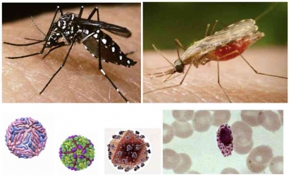 Dampak Signifikan Penyakit Bawaan Nyamuk, Salah Satu Penyakit Tropis yang Terabaikan (NTDs)