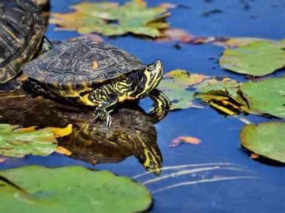 Belajar dari Kura-kura dan Lele: Spiritualitas Menenggelamkan Diri