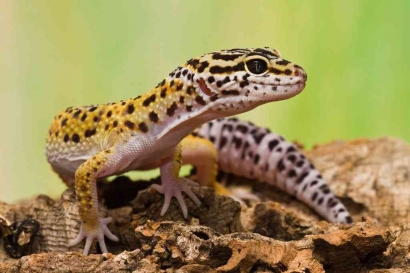 Mengenal Leopard Gecko si Kadal Lucu