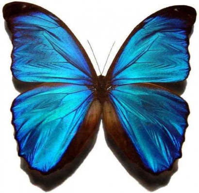 Le Papillon: Antara Kupu-Kupu dan Perdebatan Evolusi