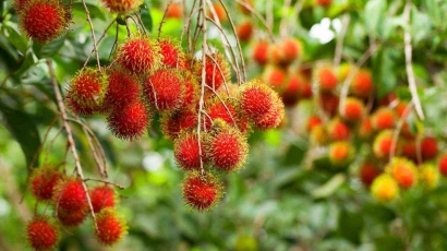 Selai Rambutan Kumpulan Artikel Terbaru rambutan - Kompasiana.com