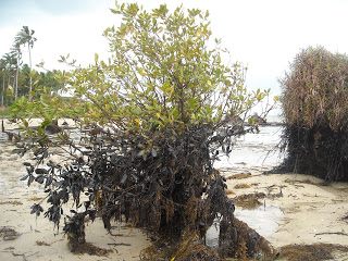 Batam, Kota Pusat Pertumbuhan dan Ancaman Kerusakan Mangrove