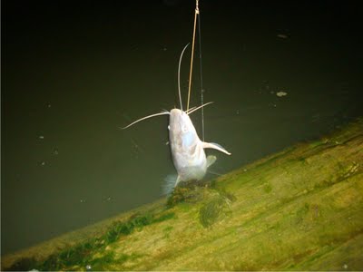 Mancing Ikan Baung Ditemani Hantu Wewe Gombel (Kisah Nyata)