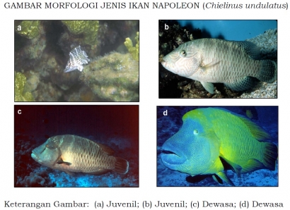 KKP Tetapkan Status Perlindungan Ikan Napoleon (Cheilinus undulatus)