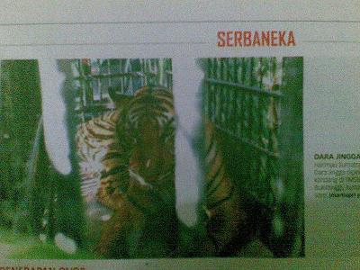 Bagian 2 - Perjalanan Nasib Harimau Sumatera