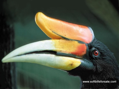 Mengenal Burung Enggang Khas Kalimantan