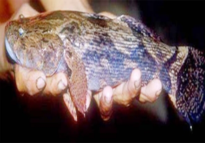Ikan ‘pemacu Gairah’ di danau Sidenreng