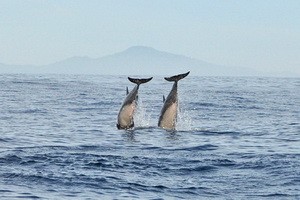 Teluk Kiluan - Dolphin Bay
