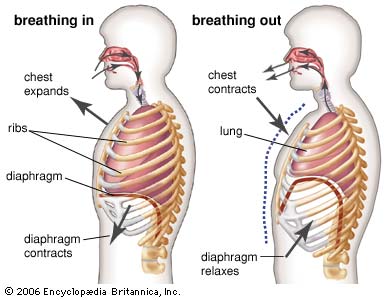 Manfaat Teknik Pernafasan Perut untuk Kesehatan