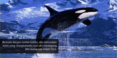 Orca: 'Killer Whale' yang Penyayang dan Tidak Pernah Mengganggu Manusia