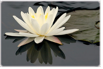 Khasiat Bunga Teratai dan Lotus