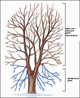 Perbedaan Memangkas Pohon Jalan dan Pohon Buah