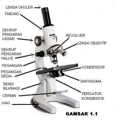 Bagaimana Menggunakan Mikroskop