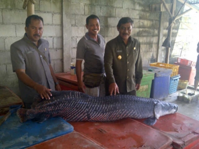 Ikan Raksasa Menggemparkan Warga Belitung