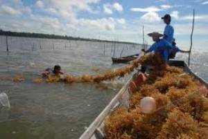 Memperbaiki Produktifitas Usaha Petani Rumput Laut di Nunukan Kaltim dengan Tali Rafia