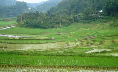 Mina Padi dan Kearifan Lokal Petani Toraja