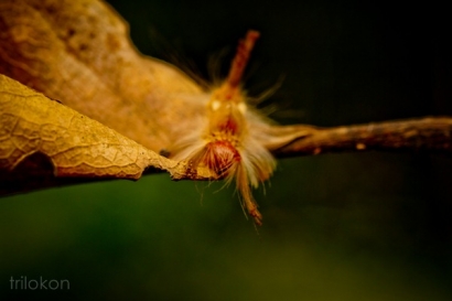 Si Cantik Caterpillar, Yang Mematikan