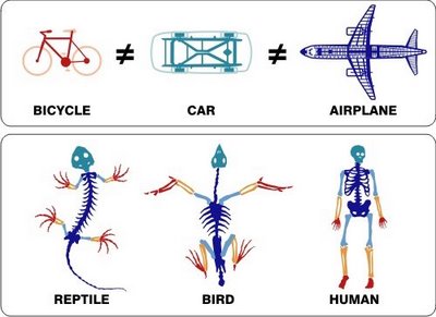 Kreasionis vs Bioevolusionis: Struktur Homolog Mahluk Hidup
