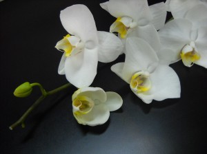 [Galeri fotoku] Cantiknya Bunga Anggrek