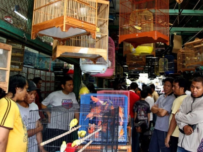 Pulogadung Akan Dijadikan Tempat Relokasi Pasar Burung Pramuka