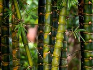 Bambu, Arang Bambu Aktifan dan Zeolit Aktifan untuk Penyerap Racun